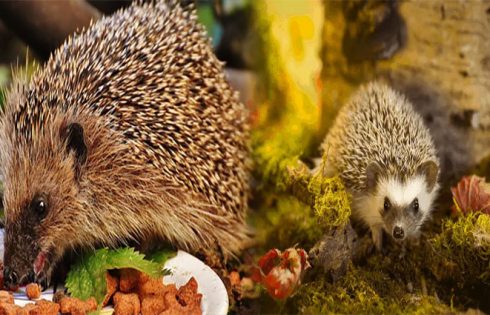 A Comprehensive Guide to the Nutritional Requirements for Pet Hedgehogs