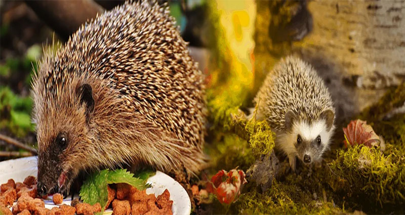 A Comprehensive Guide to the Nutritional Requirements for Pet Hedgehogs