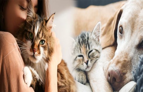 Bringing home a furry friend from abroad: The International pet adoption process