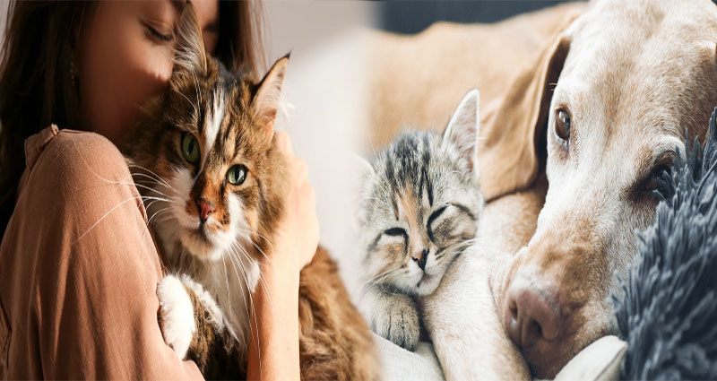 Bringing home a furry friend from abroad: The International pet adoption process