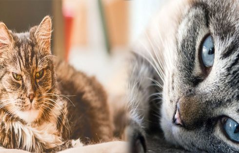 Common Health Problems in Senior Cats and Their Treatments