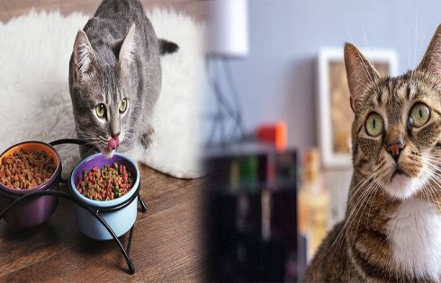 Finding the Best Cat Food for Indoor Cats with Sensitive Stomachs