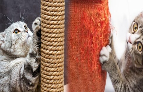 How to Train a Cat to Use a Scratching Post Instead of Furniture