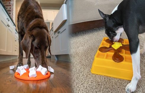 Interactive Puzzle Toys for Smart Dogs