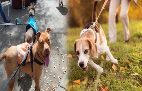 Martingale Training Collars: Leash Control and Gentle Correction for Energetic Dogs