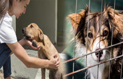 Step-by-Step Guide to Adopting a Rescue Dog from a Shelter